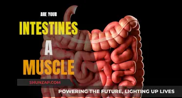 The Intestines: A Muscle or Not?