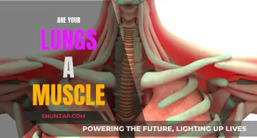 Lungs: A Muscle or Not?