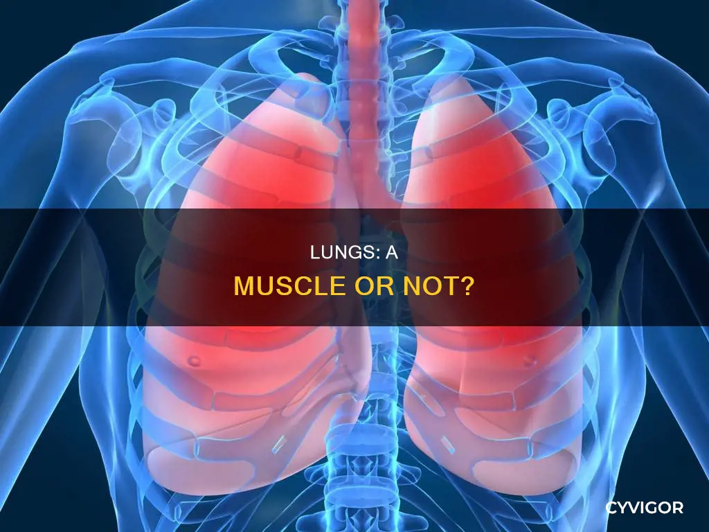 are your lungs a muscle