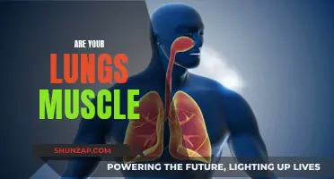 What's Inside Your Chest? Lungs and Muscles Explained