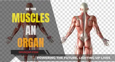Muscles: What Defines Them? Organ or Not?