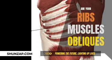 What Muscles, Obliques, and Ribs Have in Common