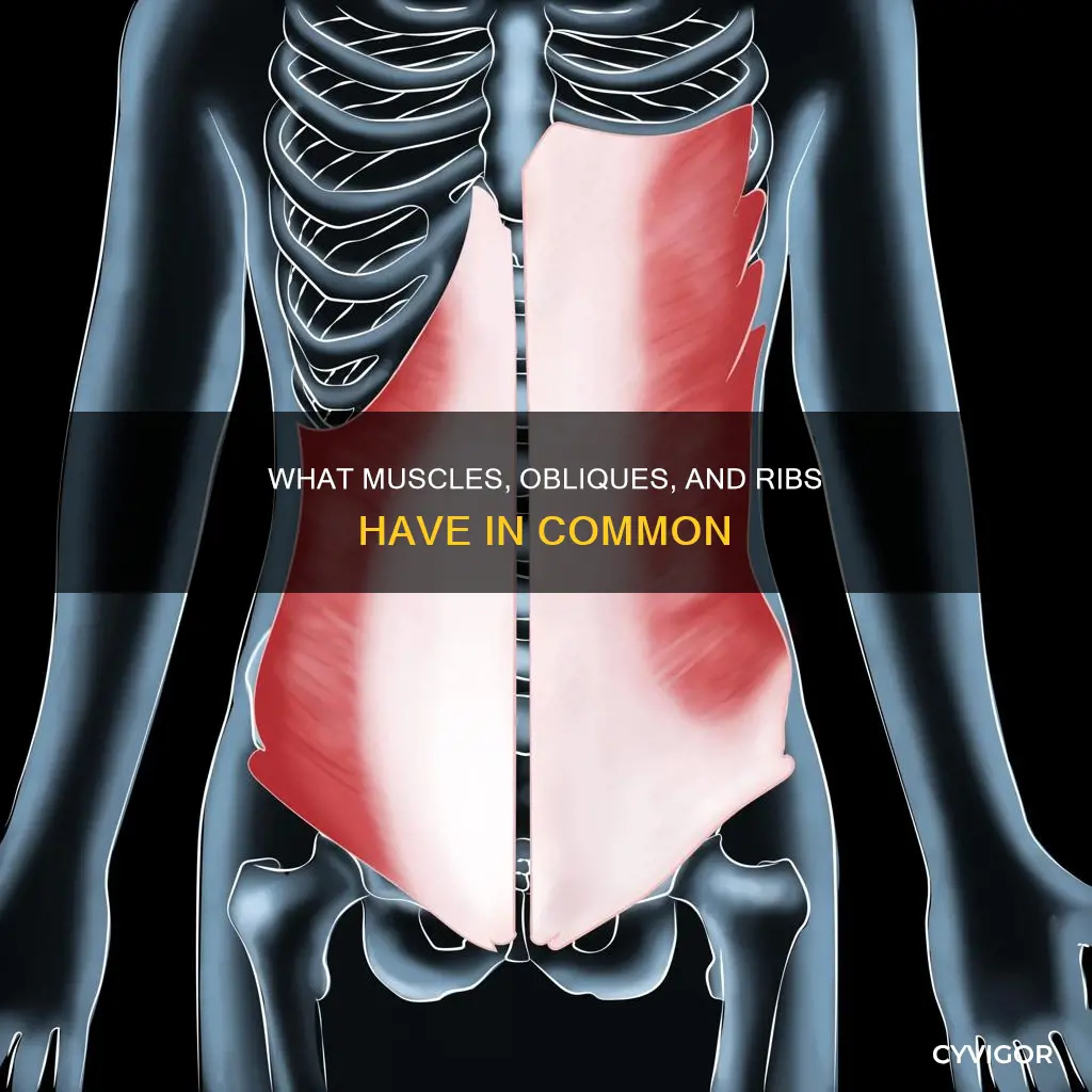 are your ribs muscles obliques