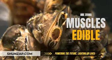 Zebra Mussels: An Edible Delicacy or a Health Risk?