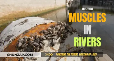 Zebra Mussels: Invading Rivers and Causing Havoc