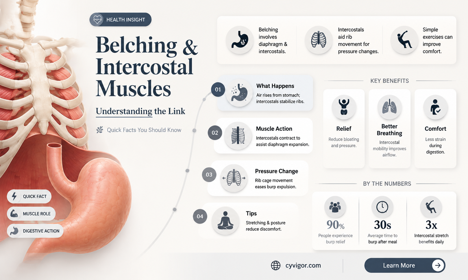 are intercostal muscles and belching