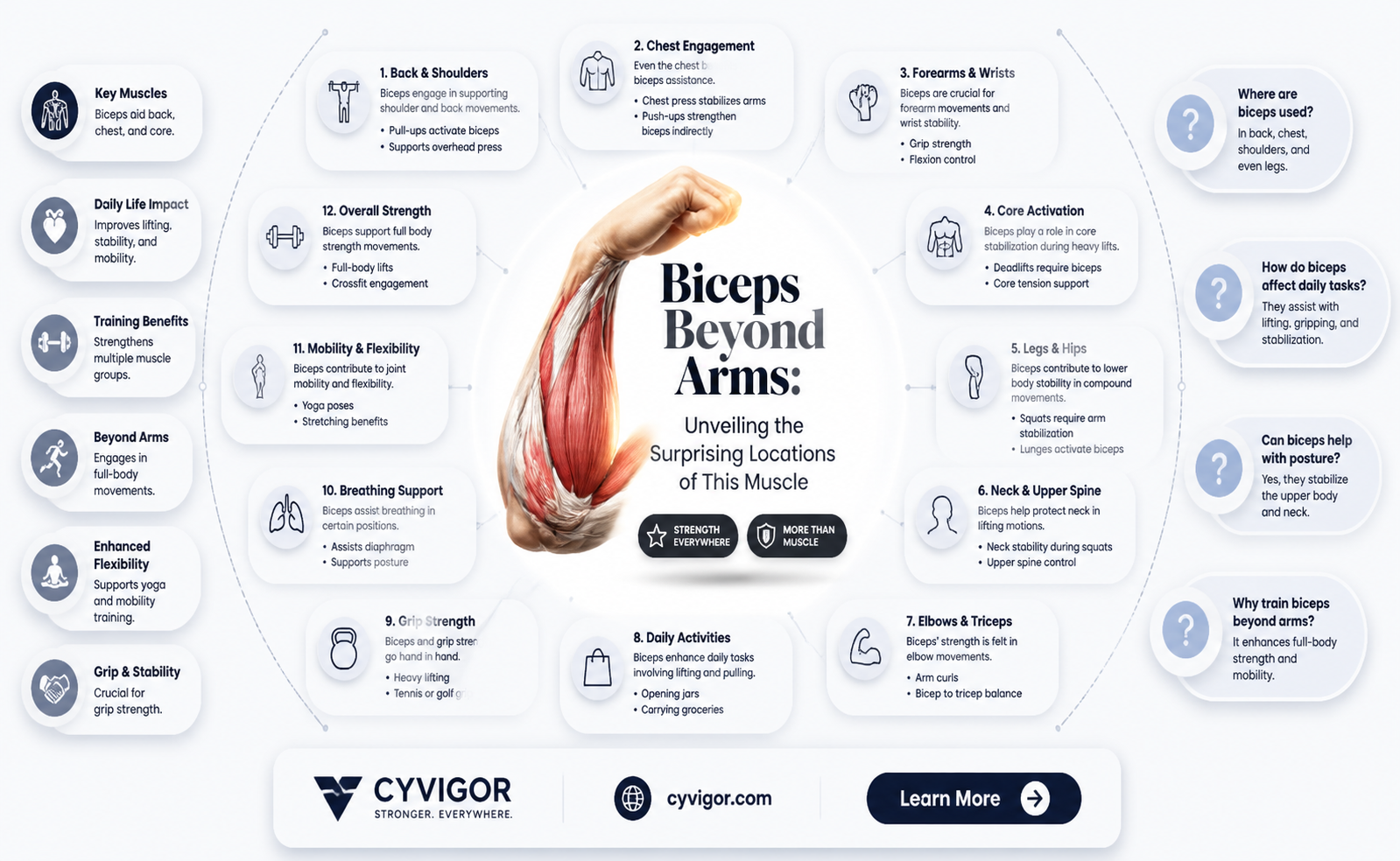 are biceps muscles only in arms