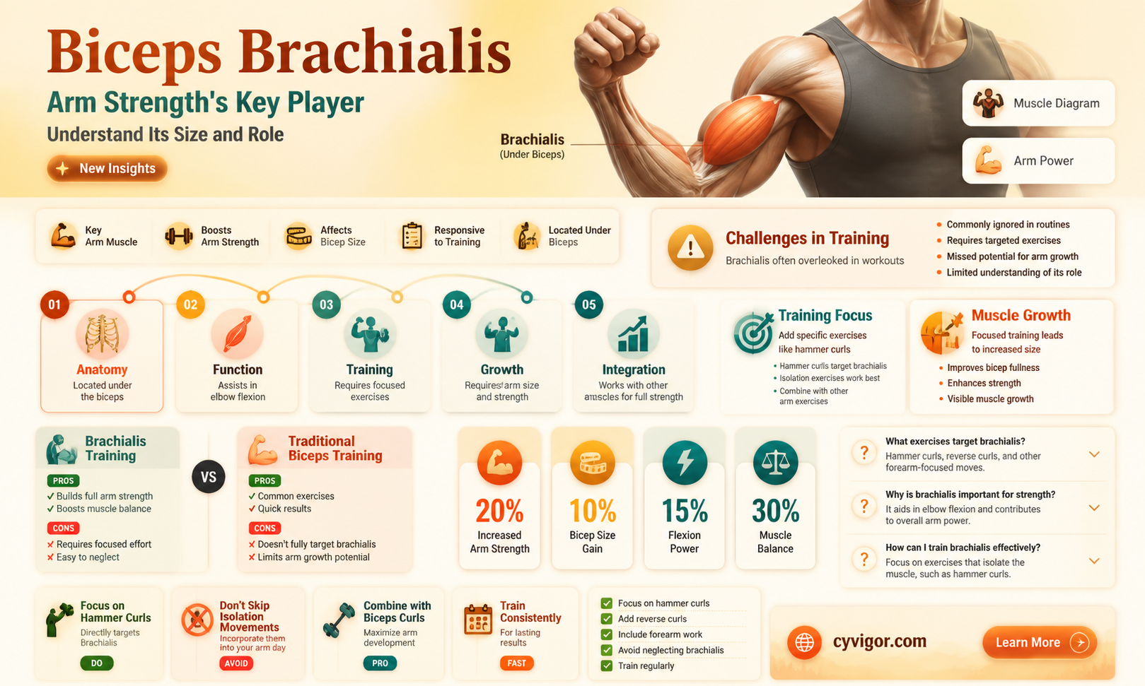 are biceps brachialis a small muscle group