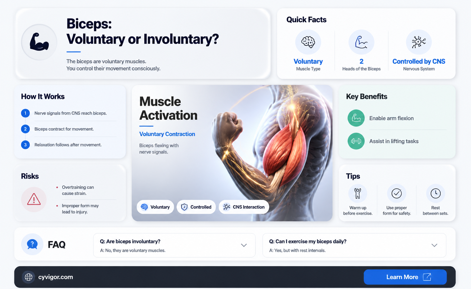 are biceps involuntary muscles