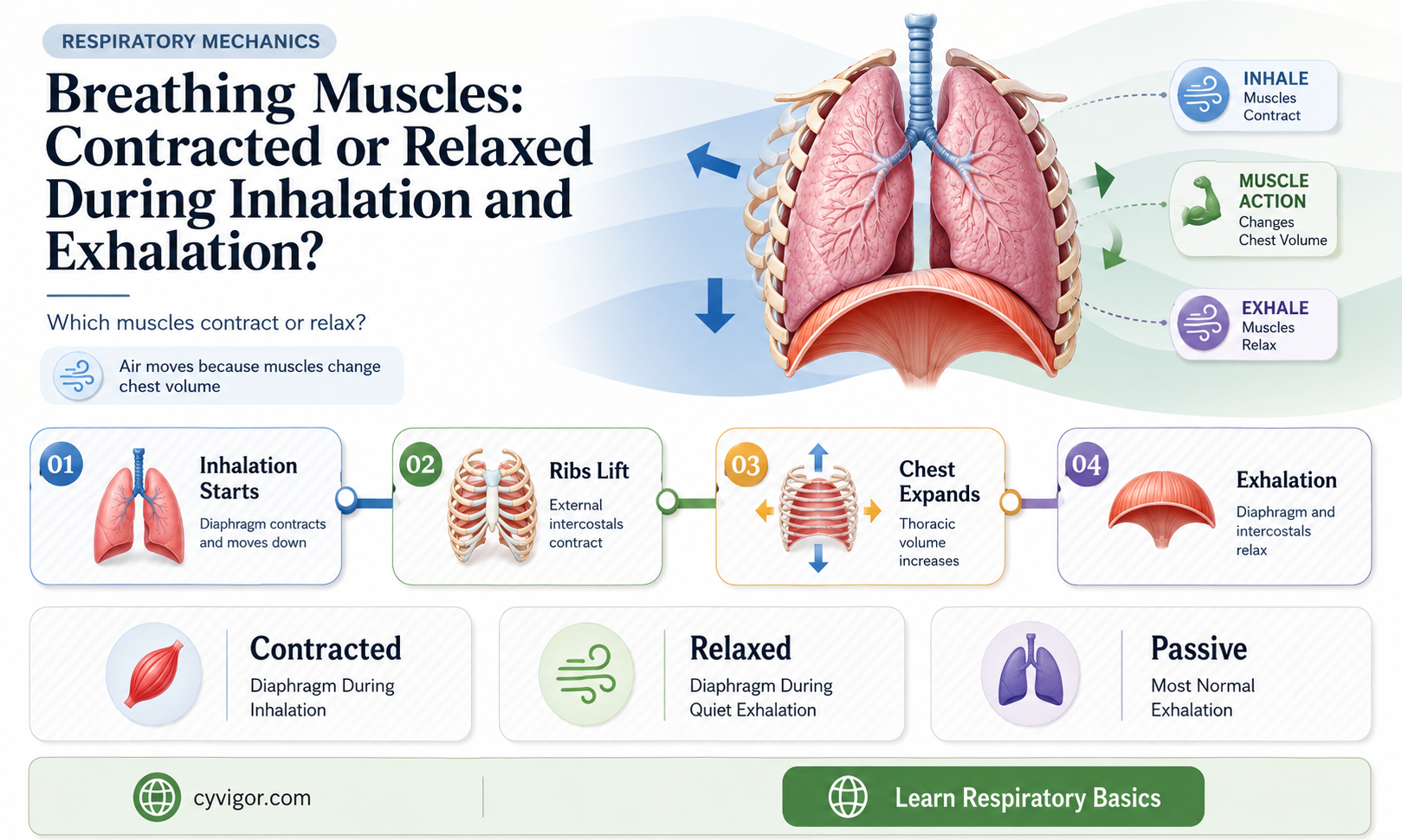 are muscles used for breathing contracted or relaxed