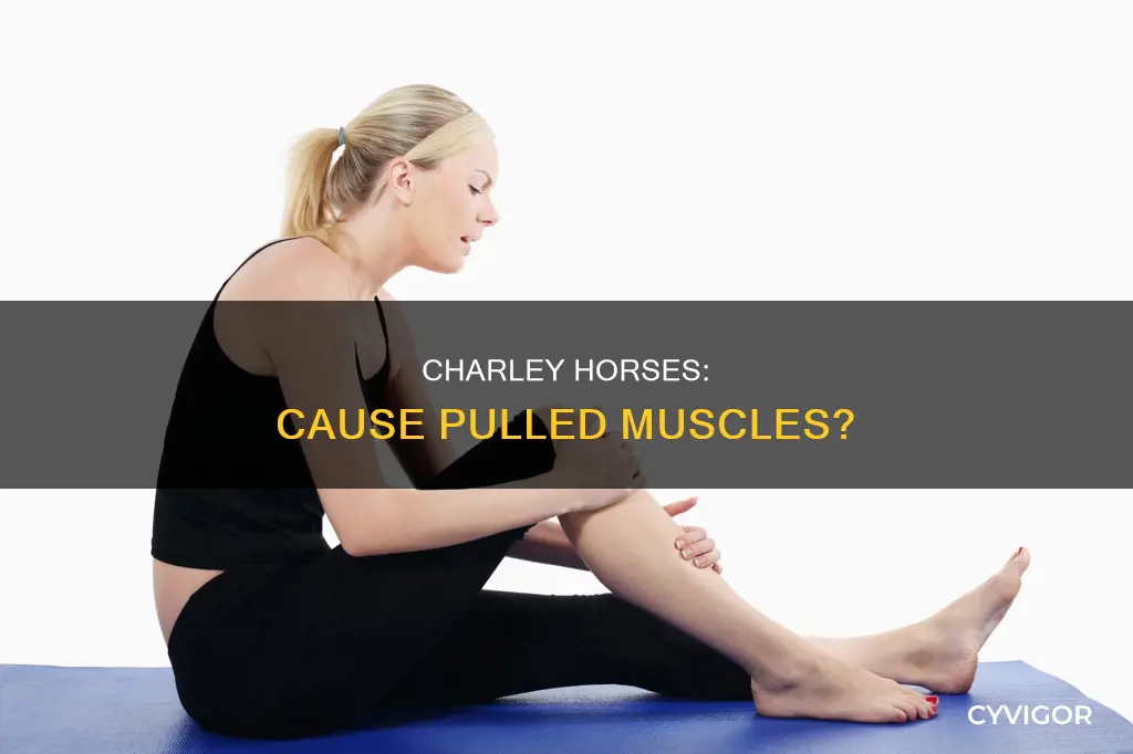 can a charley horse cause a pulled muscle