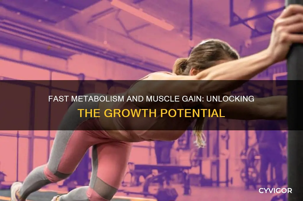 can a fast metabolism affect muscle gain