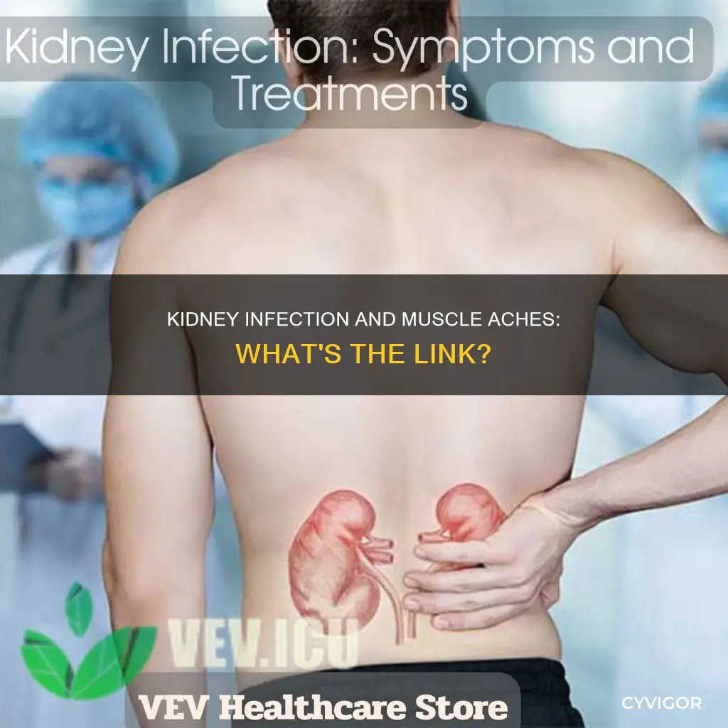 can a kidney infection cause muscle aches