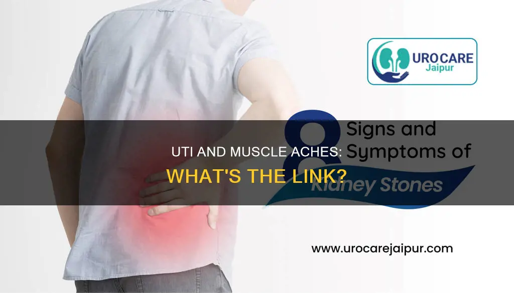 can a mild uti cause muscle aches