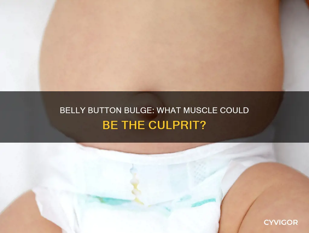 can a muscle cause a bulge in belly button