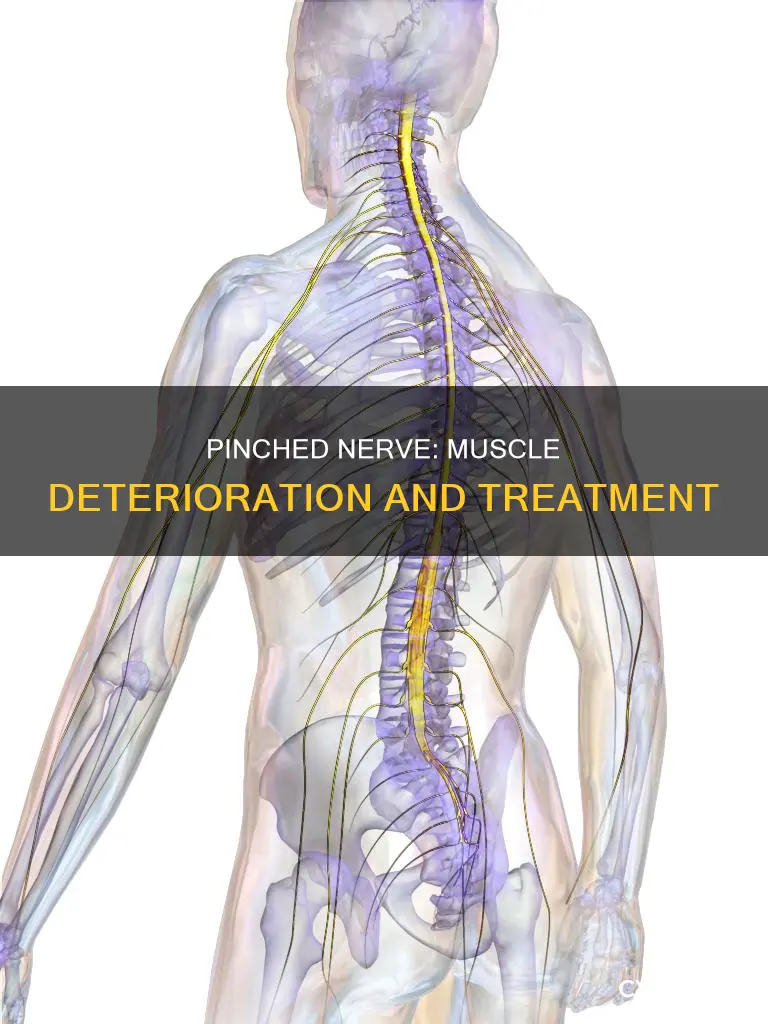 can a pinched nerve cause muscle deterioration