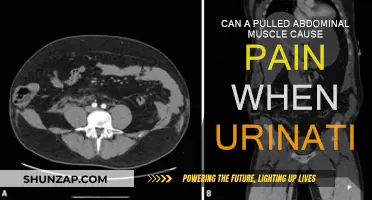 Abdominal Muscle Pull: Urination Pain Explained