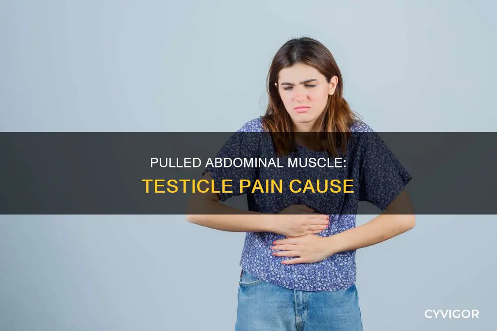 can a pulled abdominal muscle cause testicle pain