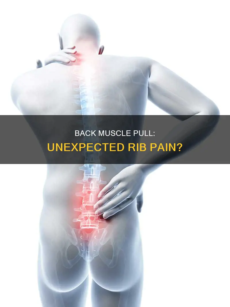 can a pulled back muscle cause rib pain