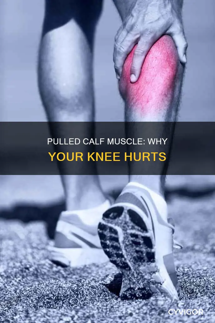 can a pulled calf muscle cause knee pain