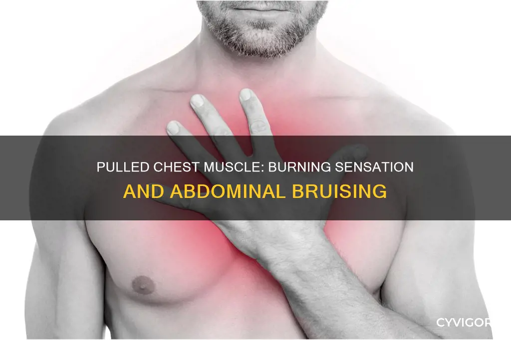 can a pulled chest muscle burn and cause abdominal bruising