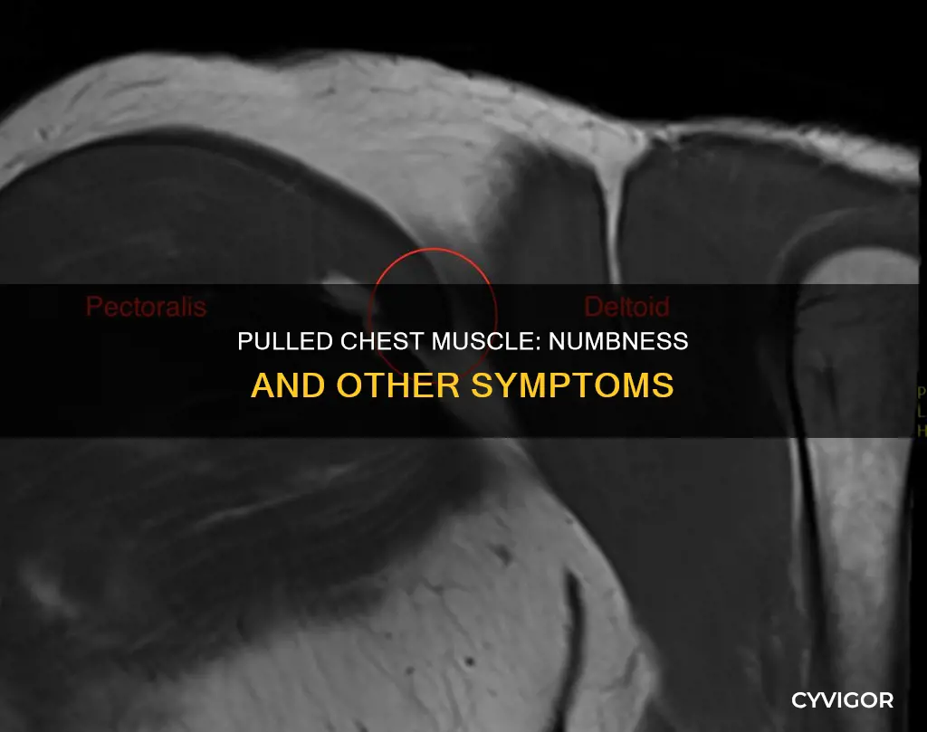 can a pulled chest muscle cause numbness