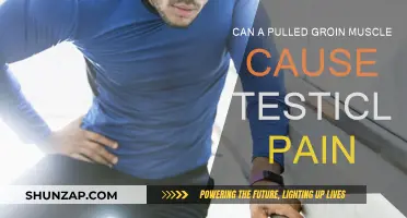 Groin Muscle Pain: Why Your Testicles Hurt