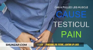 Leg Muscle Pull: Why the Testicular Pain?