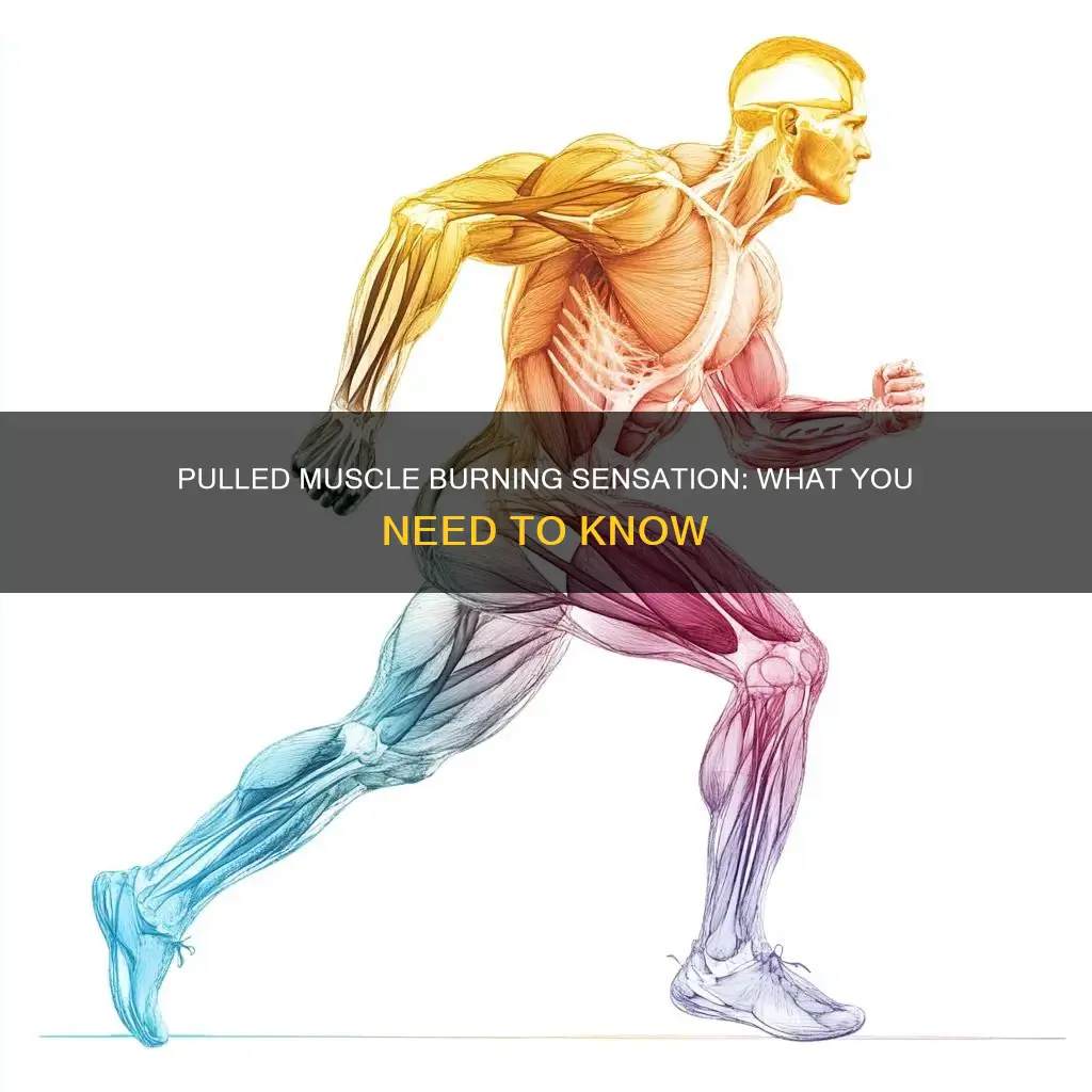 can a pulled muscle cause a burning sensation