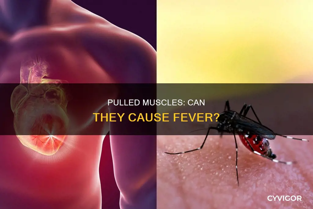 can a pulled muscle cause a fever