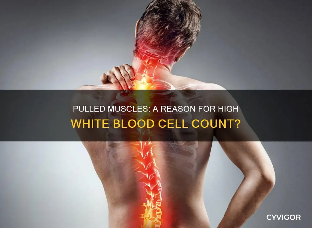 can a pulled muscle cause high white blood cell count