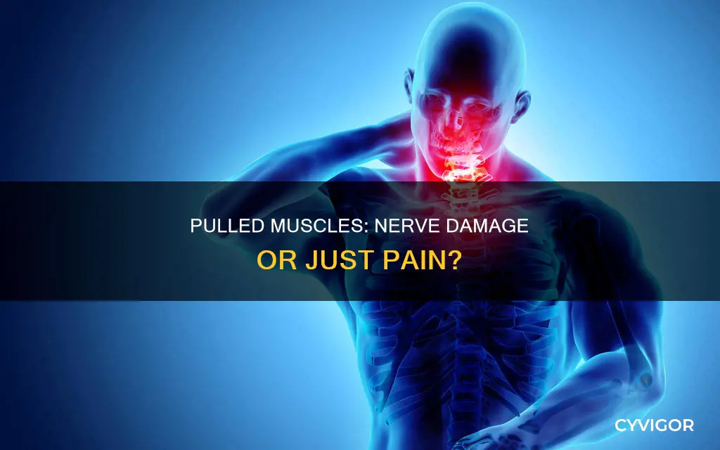 can a pulled muscle cause nerve damage
