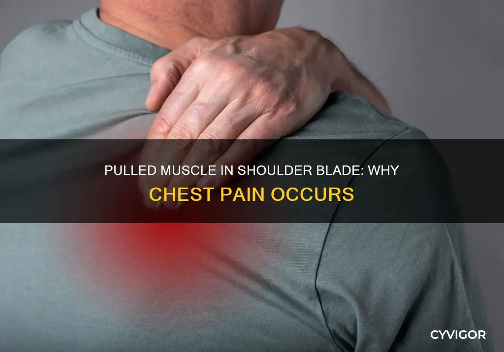 can a pulled muscle in shoulder blade cause chest pain
