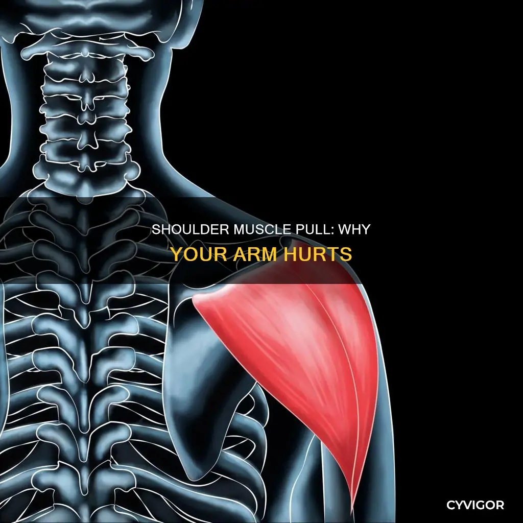 can a pulled muscle in shoulder cause arm pain