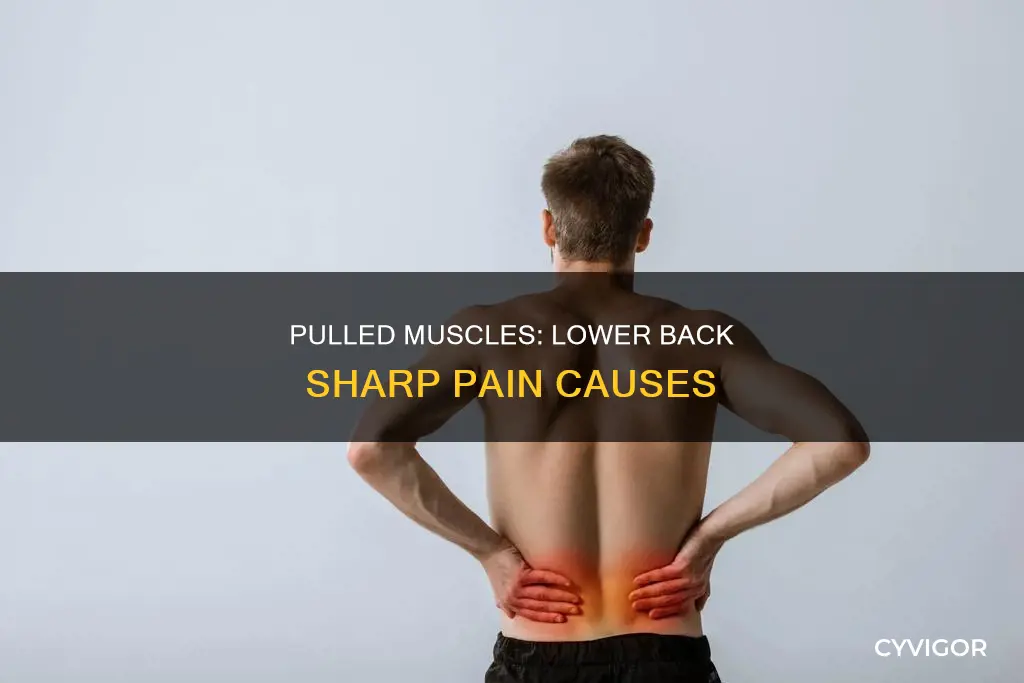 can a pulled muscles cause sharp pain in lower back