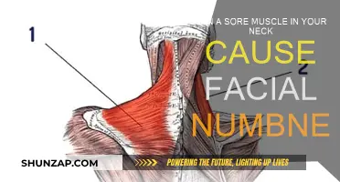 Neck Muscle Pain: Can It Cause Facial Numbness?