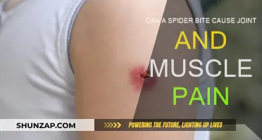 Spider Bite: Joint and Muscle Pain Explained