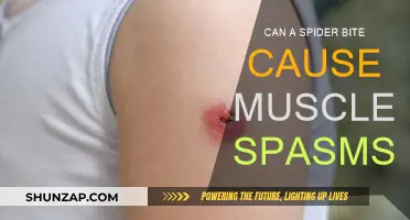Spider Bite and Muscle Spasms: Is There a Link?