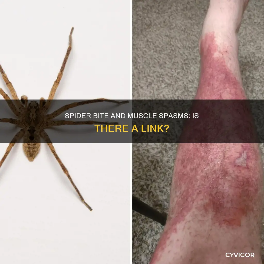 can a spider bite cause muscle spasms