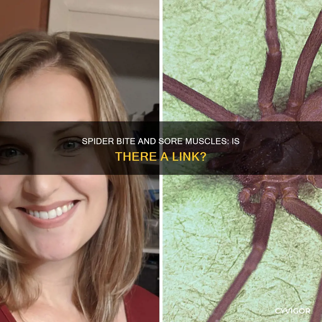 can a spider bite cause sore muscles