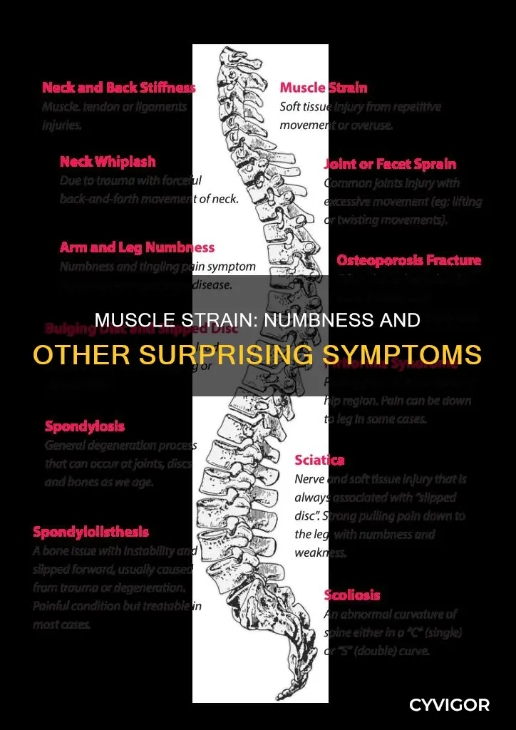 can a strained muscle cause numbness