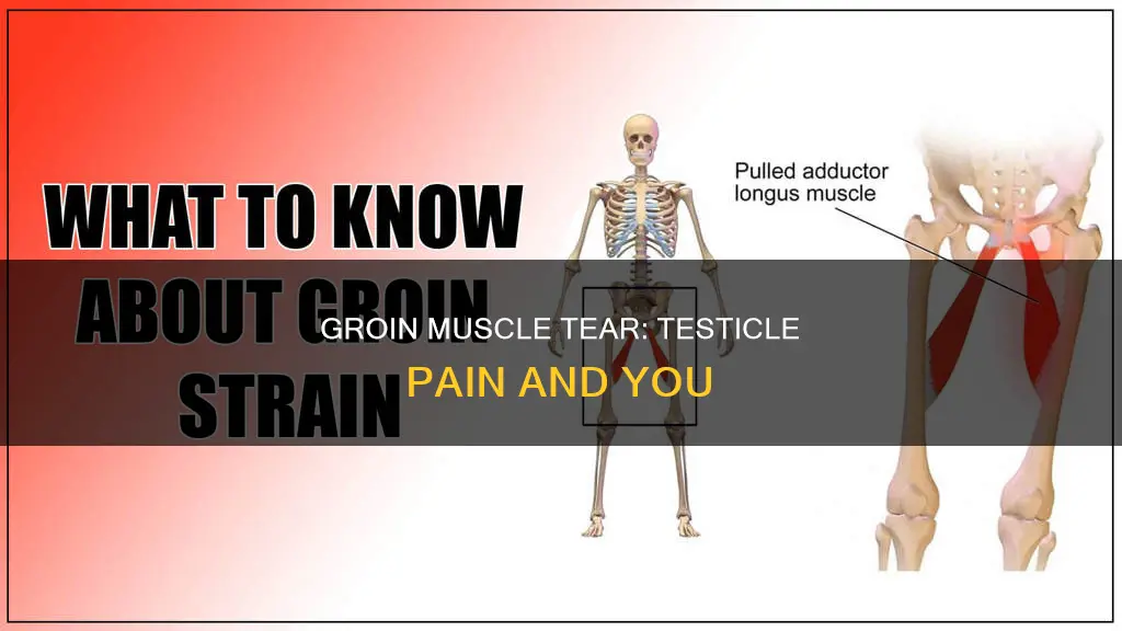 can a torn groin muscle cause testical pain