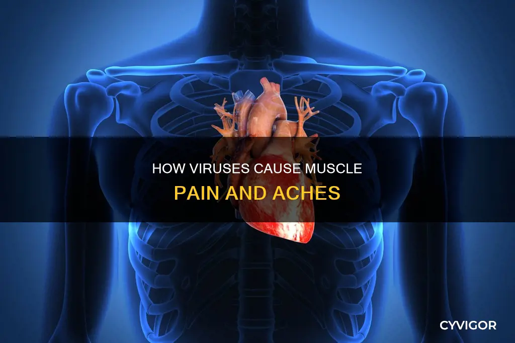 can a virus cause muscle pain