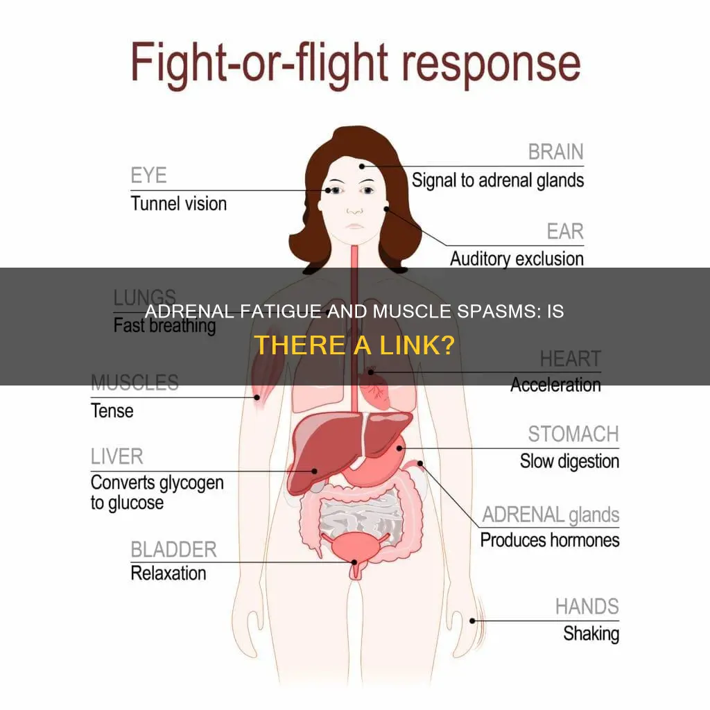 can adrenal fatigue cause muscle spasms