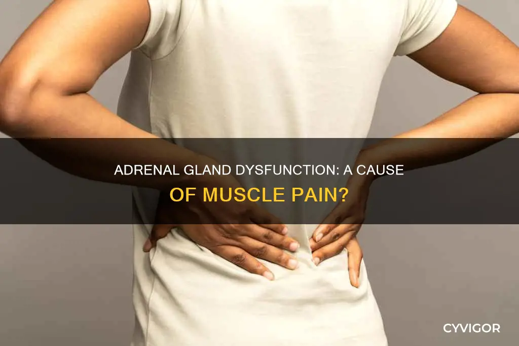 can adrenal glands cause muscle pain
