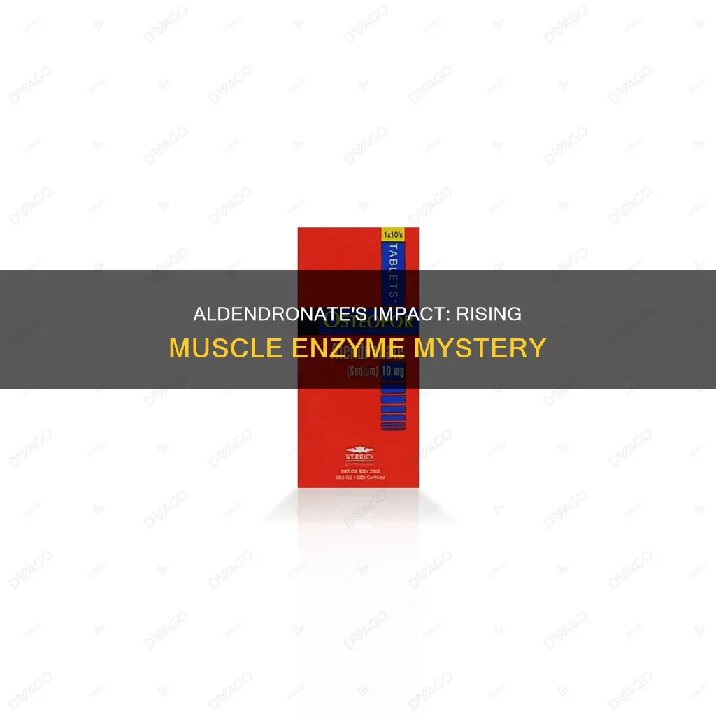 can aldendronate cause muscle enzymes to rise