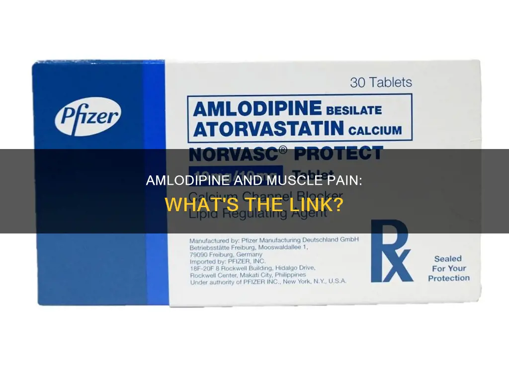 can amlodine cause muscle pain