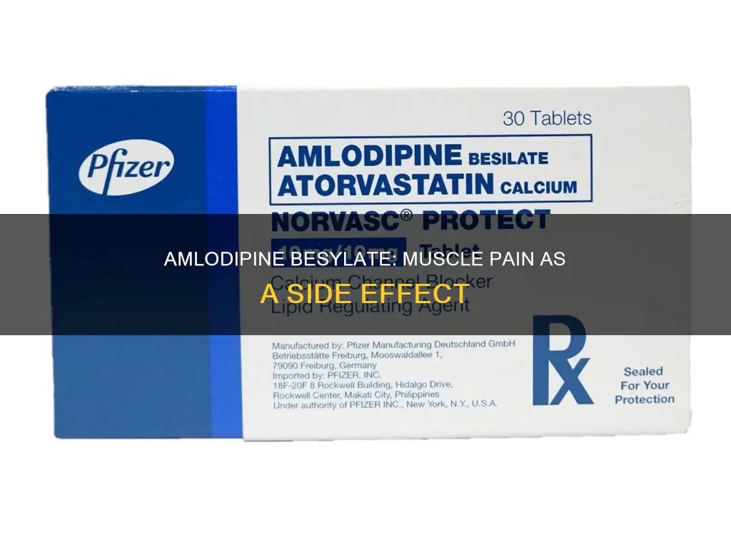 can amlodipine besylate cause muscle pain