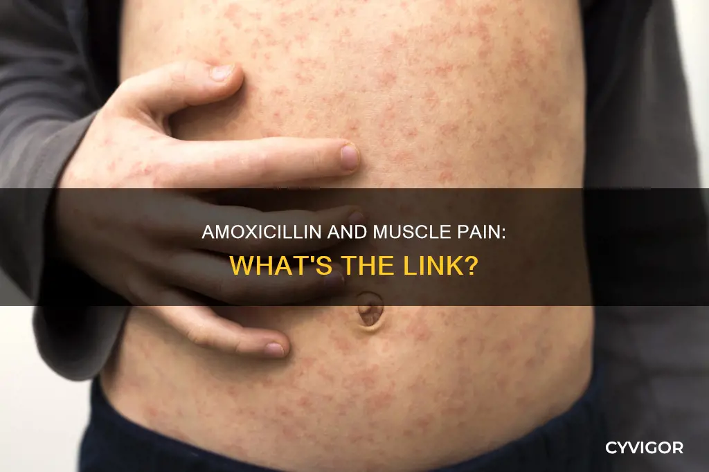 can amoxicillin and clavulanate potassium cause muscle pain