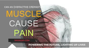 Cremaster Muscle Pain: What You Need to Know